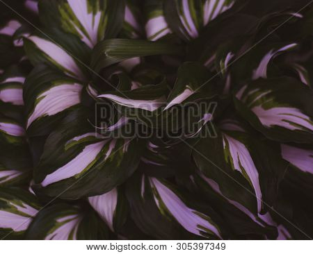 Green Heart-shaped Leaves. Natural Light. Juicy Color.