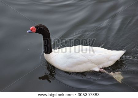 Black Necked Swan Cygnus Melancoryphus Is A Swan That Is The Largest Waterfowl Native To South Ameri