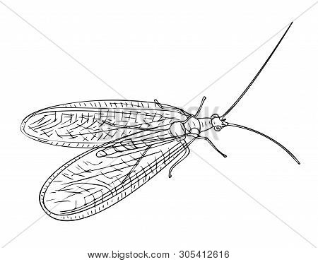 Vector Illustration, Isolated Neuroptera Insect In Black And White Colors, Outline Hand Painted Draw
