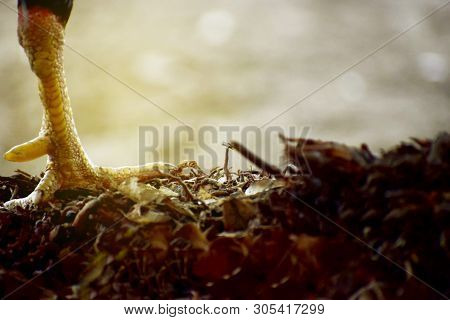 The View Of The Chicken Feet On The Ground.