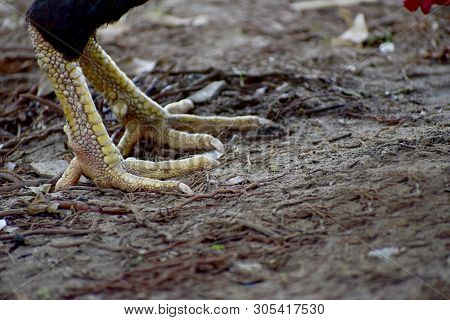 The View Of The Chicken Feet On The Ground.