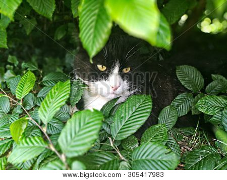 A Hunting Tuxedo Cat In A Bush Watching His Environment