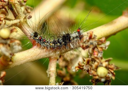 Slugs Caterpillar On Stick Tree In Garden