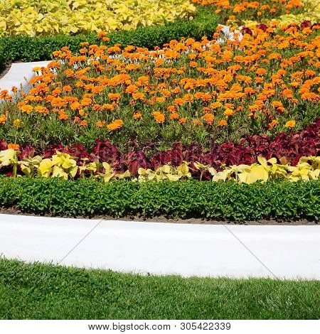 Coleus Flowerpot. Beautiful Perspective Of Natural Coleus Plant Leaves