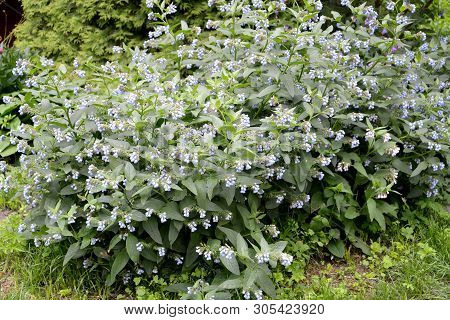The Blossoming Comfrey Caucasian (symphytum Caucasicum M. Bieb.). General View