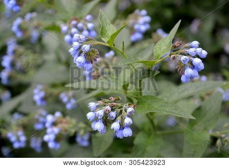 Blossoming Of A Comfrey Caucasian (symphytum Caucasicum M. Bieb.)