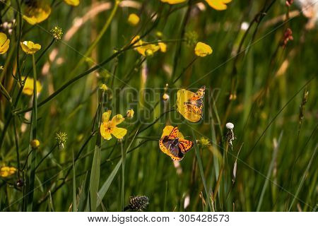 Little Copper On A Yellow Buttercup Flower