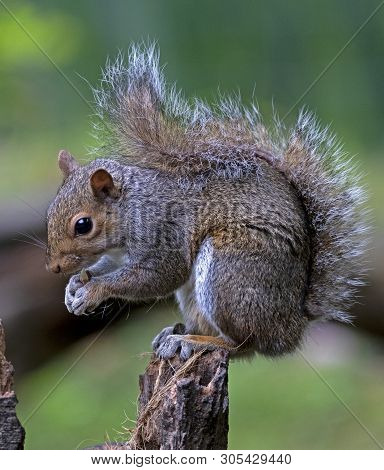 A Grey Squirrel Feeding And Perched On A Tree Stump In Local Woodlands