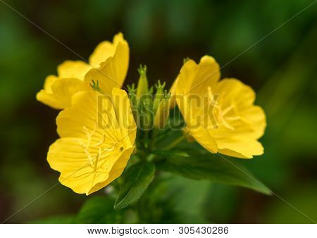 Yellow Flowers Of Perennial Enotera Close Up