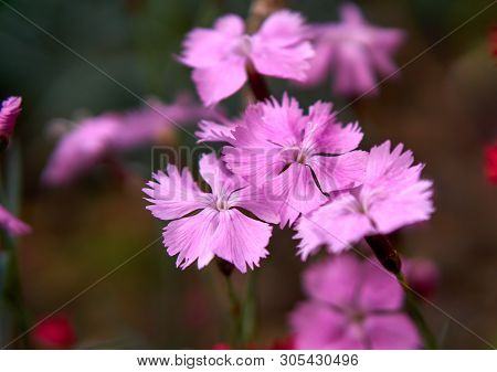 Dianthus Gratianopolitanus Flowers In Open Field Close Up