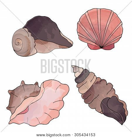 Hand Drawn Shell Collection. Marine Vector Illustration Of The Shell Set.