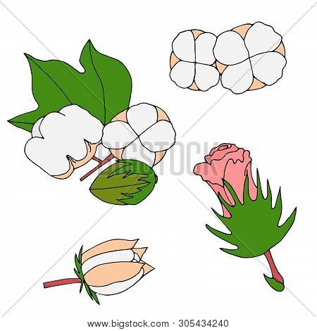 Collection Of Hand Drawn Cotton. Vector Flat Cotton Set.