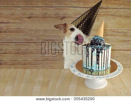 Happy Dog Celebrating Birthday Or Anniversary Party With A Tasty Ice Cream Cone Cake Against Wooden 
