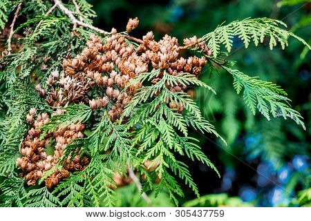 Green Leaves Of Tuya With Brown Fruits In The Autumn