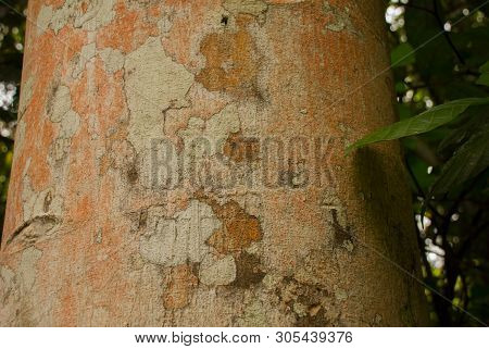 Texture Of Wood In The Jungle Close-up. Amazon Rainforest. Amazonas, Brazil