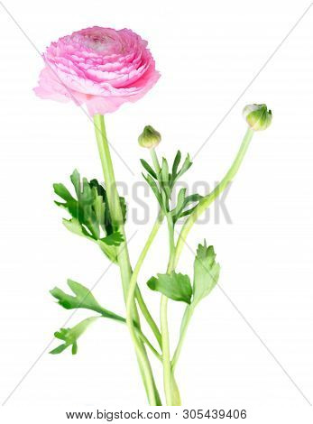 Pink Rununculus Stem With Flower, Buds And Leaves Isolated On White Background