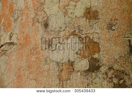 Texture Of Wood In The Jungle Close-up. Amazon Rainforest. Amazonas, Brazil