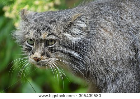 Close Up Portrait Of Manul Pallas Cat