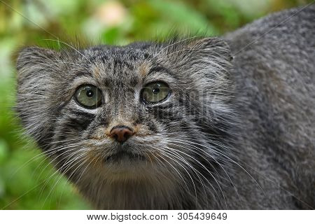 Close Up Portrait Of Manul Pallas Cat