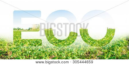 The Inscription Eco On The Background Of A Potato Plantation Field. Agribusiness And Agro-industry. 