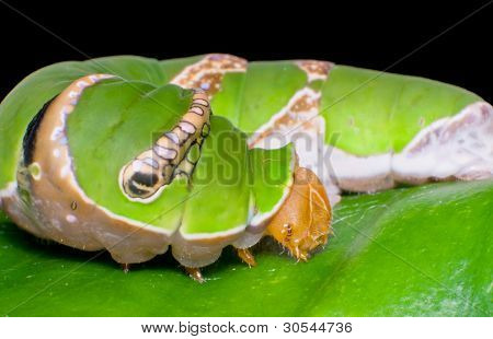green caterpillar on leaf