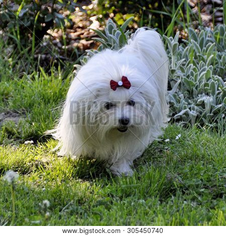 Small Dog Maltezer, In The Autumn Forest.