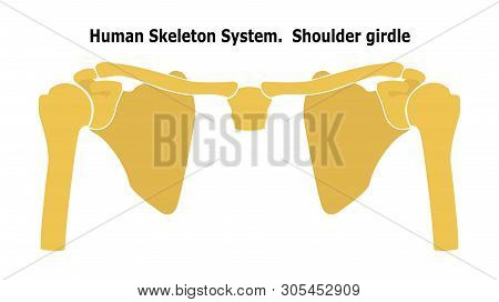 Human Skeleton System  Shoulder Girdle.  Anterior View Anatomy. Vector Illustration. Isolated On Whi