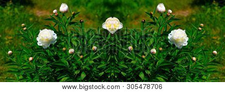 Tree-like Peony, Tree-shaped White Peony In The Garden, Peony Petals Close-up At Sunset, Natural Blu