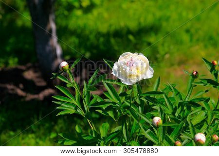 Tree-like Peony, Tree-shaped White Peony In The Garden, Peony Petals Close-up At Sunset, Natural Blu
