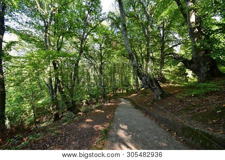 View Of The Mountain Park On Mount Kizilovka Among Trees With A Staircase In The Foothills Of The No