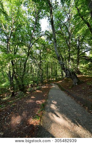 Mountain Park On Mount Kizilovka Among Trees With A Staircase In The Foothills Of The North Caucasus