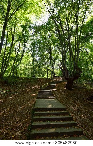 Walking Ladder Among Trees In The Park Mountain Zone Of The Kizilovka Mountain In The Foothills Of T
