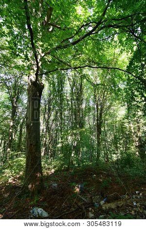 View Of The Summer Mountain Trees On Mount Kizilovka In The Foothills Of The North Caucasus