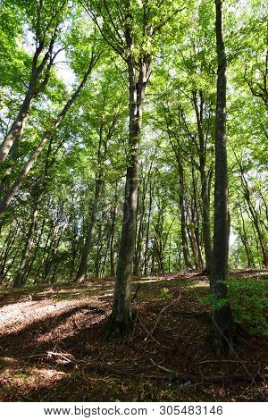 View Of The Mountain Park In The Summer On Mount Kizilovka Among The Trees With A Staircase In The F