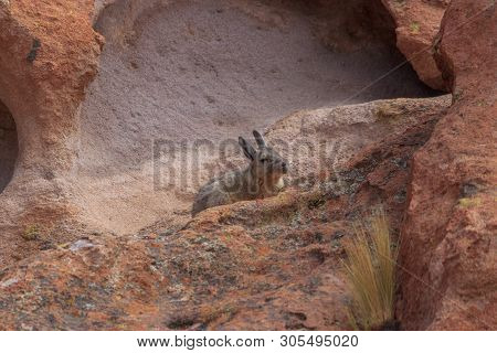 Cute Vizcacha In Its Natural Habitat In The Salar Uyuni, Bolivia