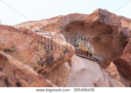 Cute Vizcacha In Its Natural Habitat In The Salar Uyuni, Bolivia