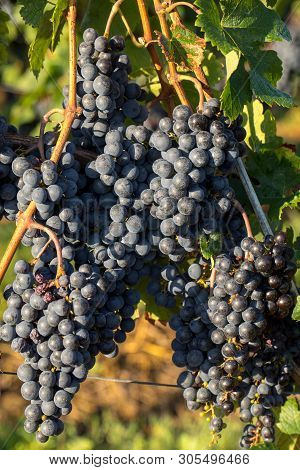 Close Up Of Red Merlot Grapes In Vineyard. Medoc, Gironde, Aquitaine. France