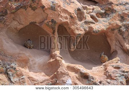 Cute Vizcacha In Its Natural Habitat In The Salar Uyuni, Bolivia