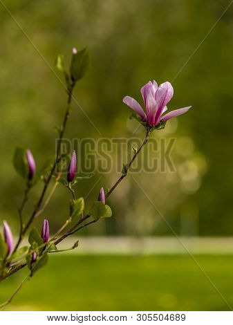 The Lovely Flower Magnolia X Soulangeana In The Spring. Norway.