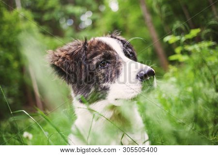 cute shepherd dog puppy on green meadow 