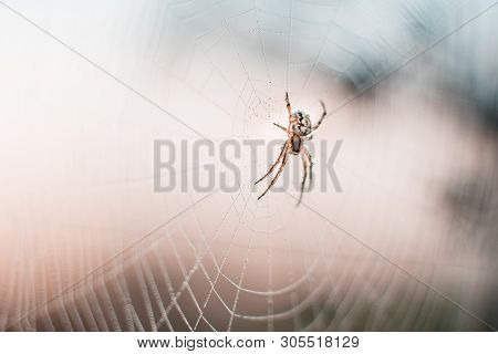 Macro Photo Of Spider On Web. Sunset