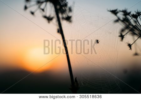 Closeup Photo Of Spider On Web. Sunset