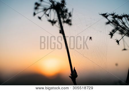 Closeup Photo Of Spider On Web. Sunset