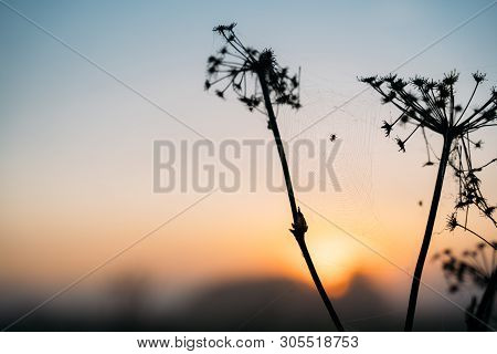 Closeup Photo Of Spider On Web. Sunset