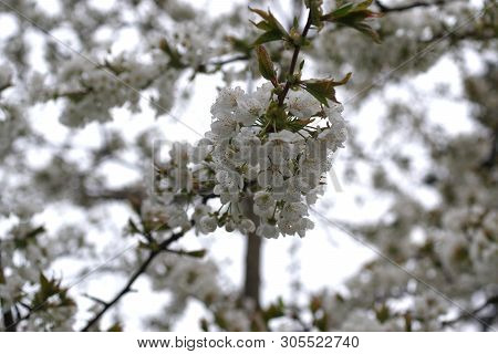 Flower Cherry Tree Cerasus Rosaceae On Ehite Background