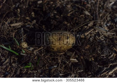 One Organic Harvested Potato From Patch Garden In Usa