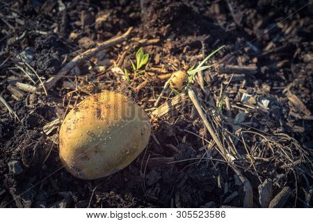 One Organic Harvested Potato From Patch Garden In Usa
