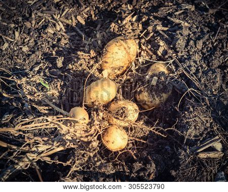 Filtered Image Pile Of Organic Potatoes From Patch Garden Harvesting In Usa