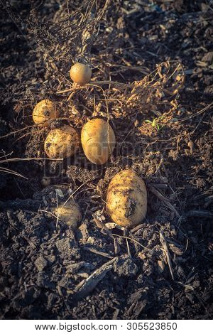 Pile Of Organic Potatoes From Patch Garden Harvesting In Usa
