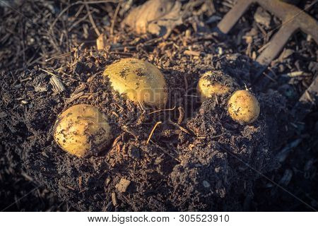 Harvesting Potatoes Using Digging Folk At Patch Garden In Usa